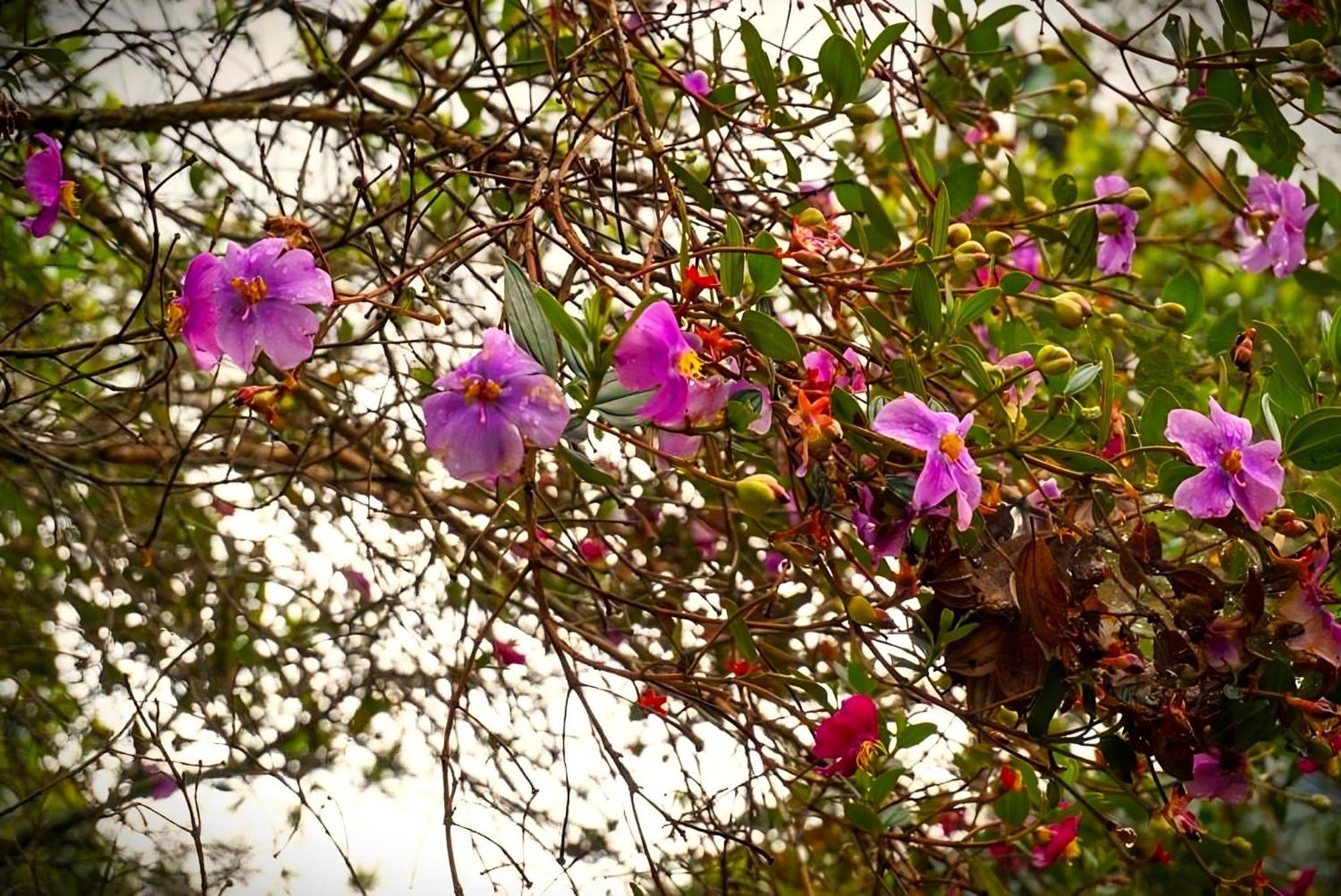 Encanto Minicasitas En Medio De La Naturaleza Санта Елена Екстериор снимка